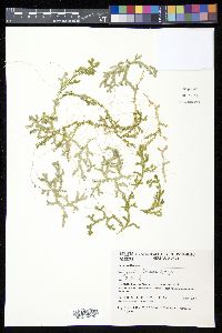 Selaginella flexuosa image