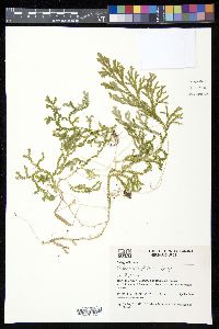 Selaginella flexuosa image