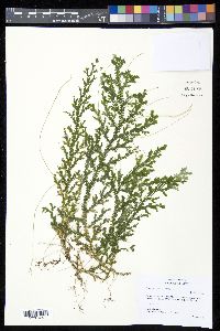 Selaginella flexuosa image