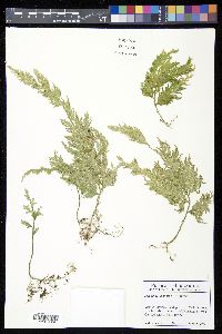 Selaginella mollis image