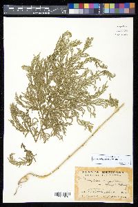 Selaginella mickelii image