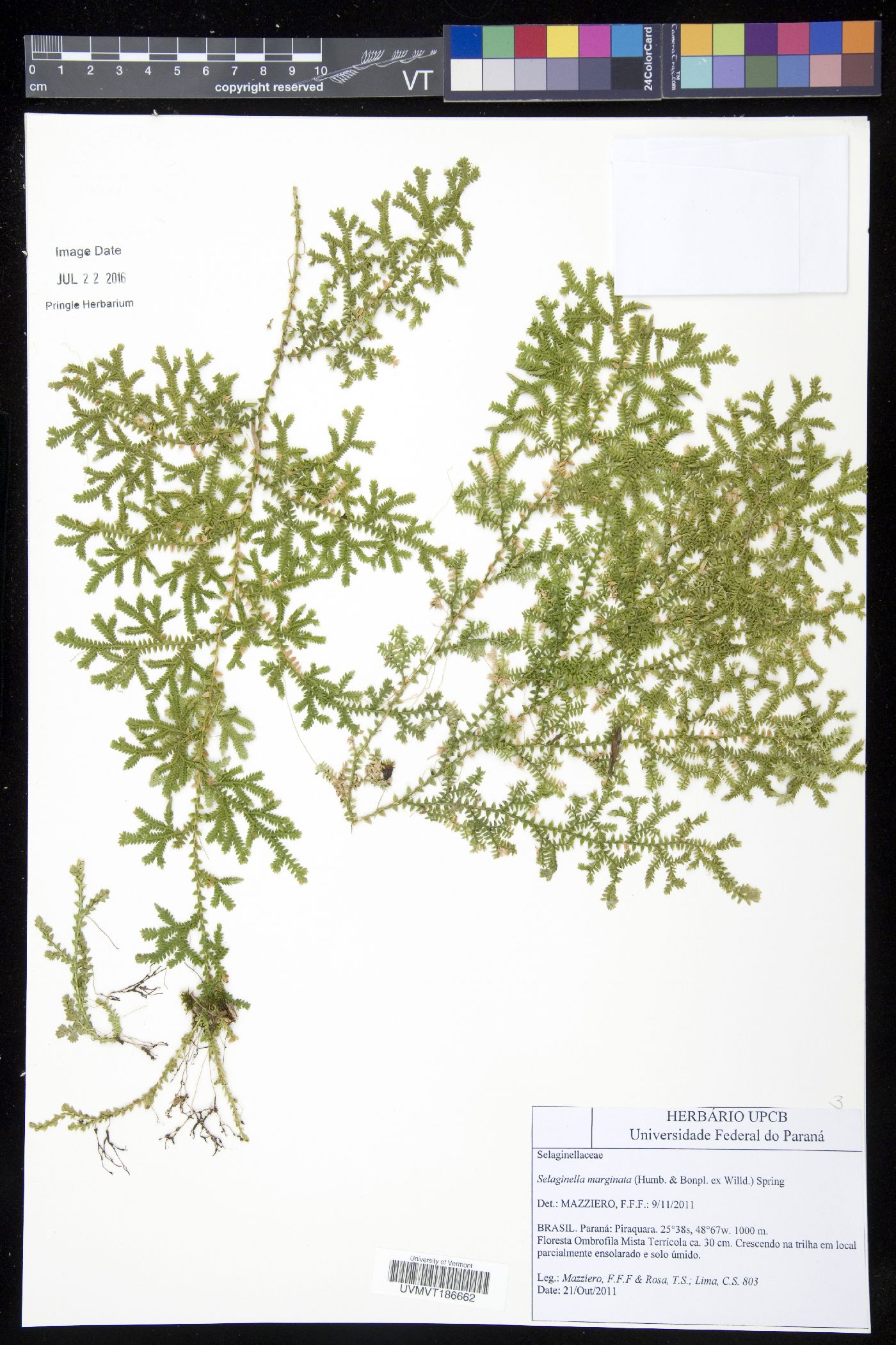 Selaginella marginata image