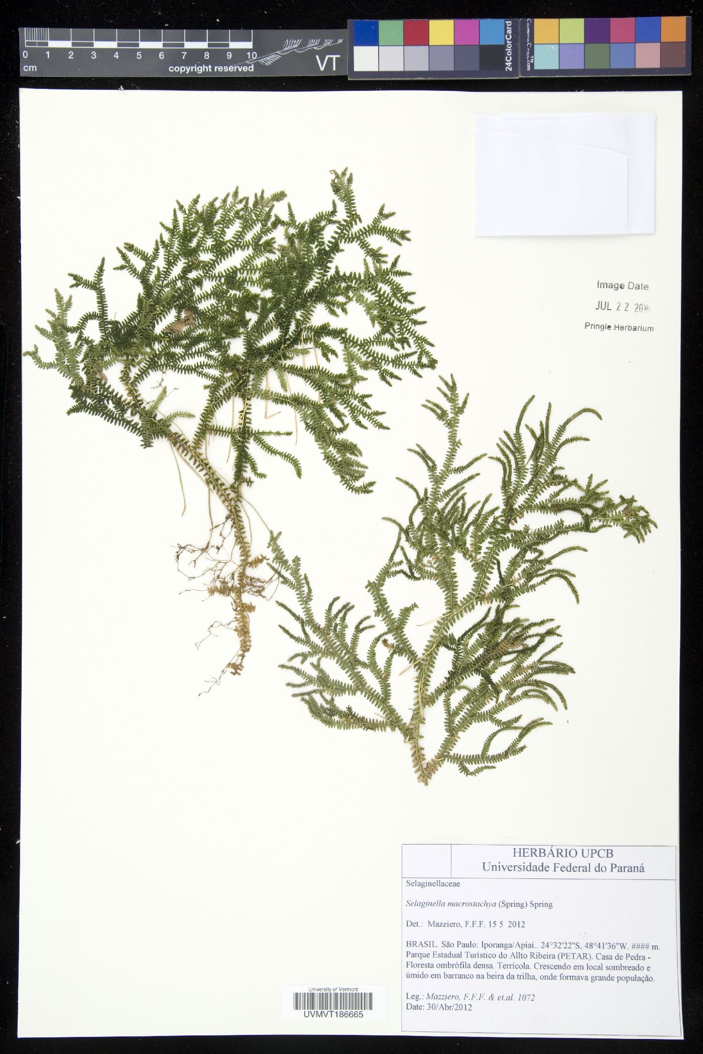 Selaginella macrostachya image