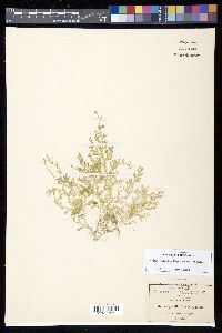 Selaginella porphyrospora image