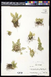 Selaginella pallescens image