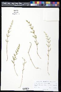 Selaginella pallescens image