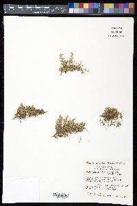 Selaginella peruviana image