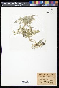 Selaginella porphyrospora image