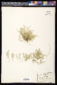 Selaginella porphyrospora image
