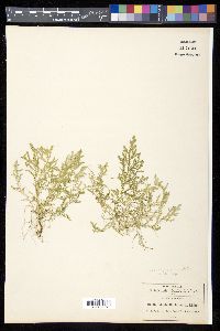 Selaginella porphyrospora image