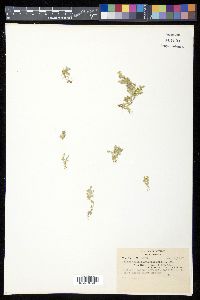 Selaginella porphyrospora image