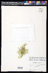 Selaginella reflexa image