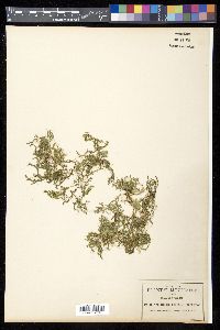 Selaginella reflexa image