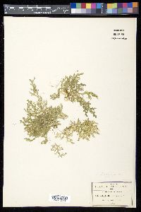 Selaginella reflexa image