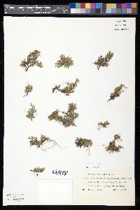 Selaginella rupestris image