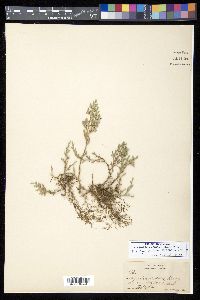 Selaginella rupincola image
