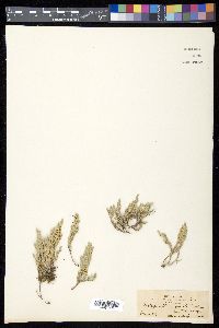 Selaginella rupincola image