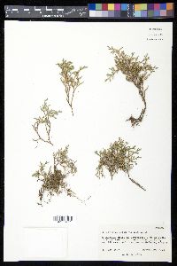 Selaginella rupincola image