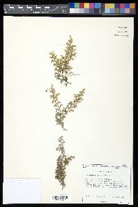 Selaginella sellowii image