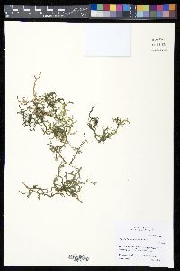 Selaginella schiedeana image