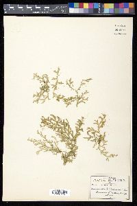 Selaginella schizobasis image