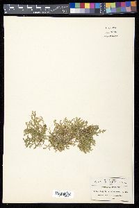 Selaginella schiedeana image
