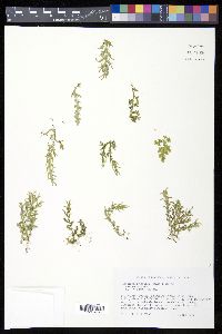 Selaginella tenella image