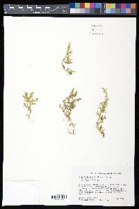 Selaginella tenella image