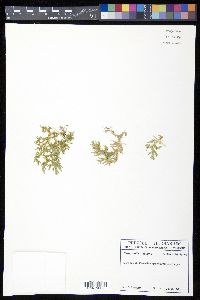Selaginella tenella image