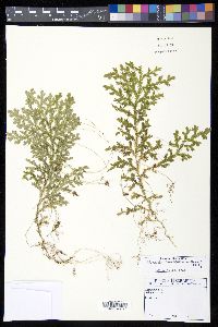 Selaginella tenella image