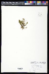 Selaginella substipitata image