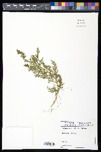 Selaginella substipitata image