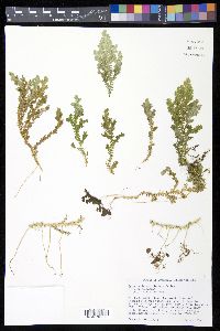 Selaginella substipitata image