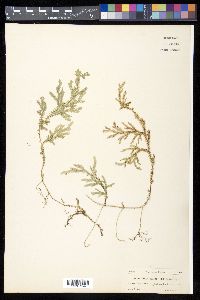 Selaginella plumosa image