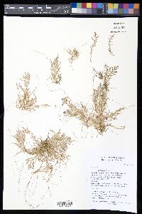 Selaginella porphyrospora image