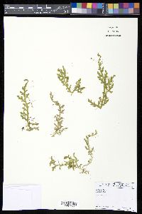 Selaginella tenuissima image