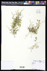 Selaginella heterodonta image