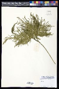 Selaginella firmula image
