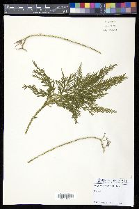 Selaginella firmula image