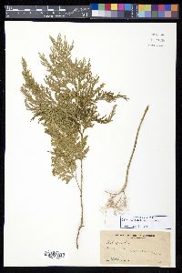 Selaginella cupressina image