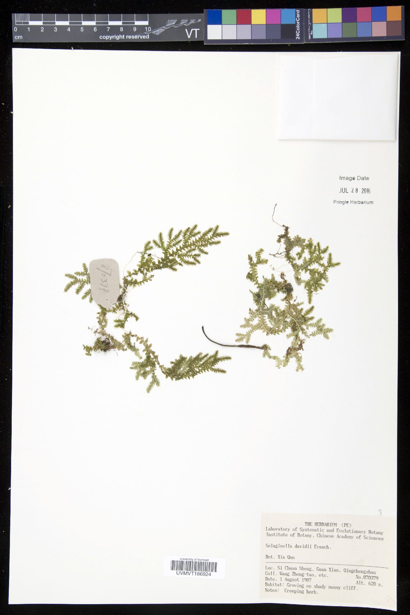 Selaginella davidii image
