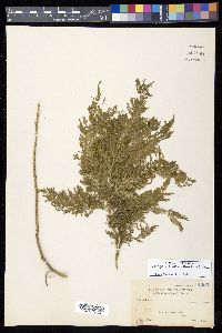 Selaginella cupressina image