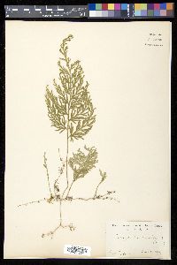 Selaginella tamariscina image