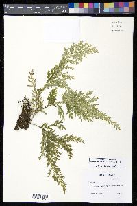Selaginella arbuscula image
