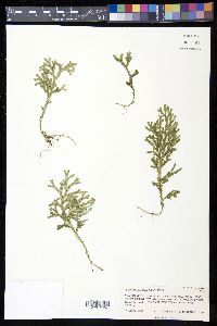 Selaginella arbuscula image