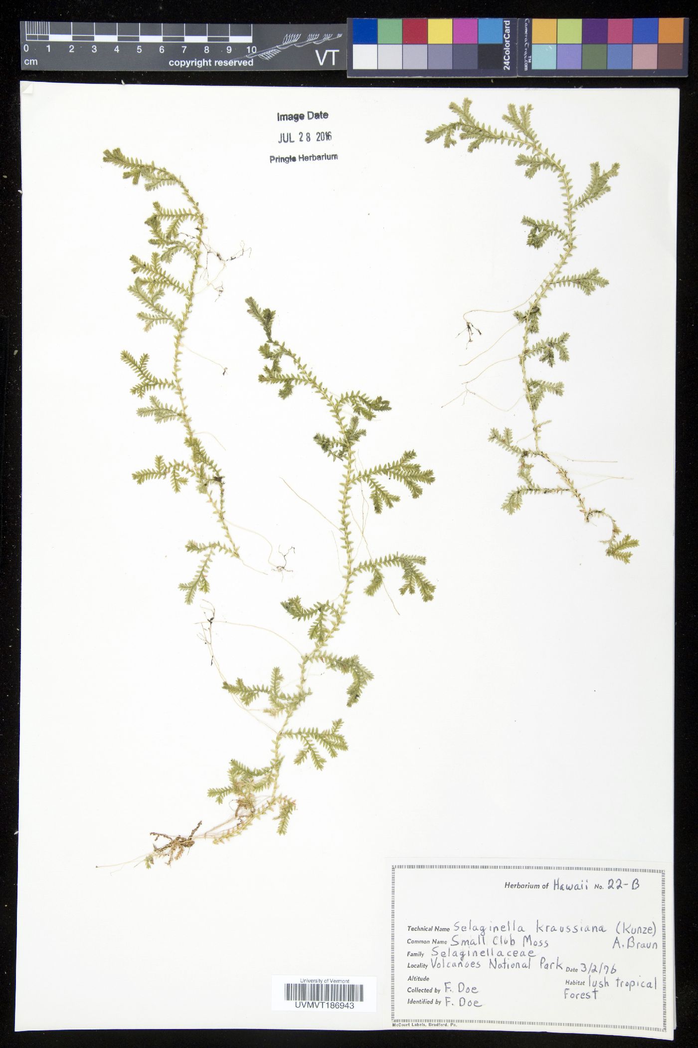 Selaginella kraussiana image