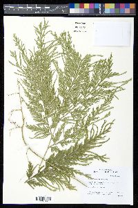 Selaginella tamariscina image
