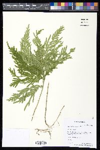 Selaginella longipinna image