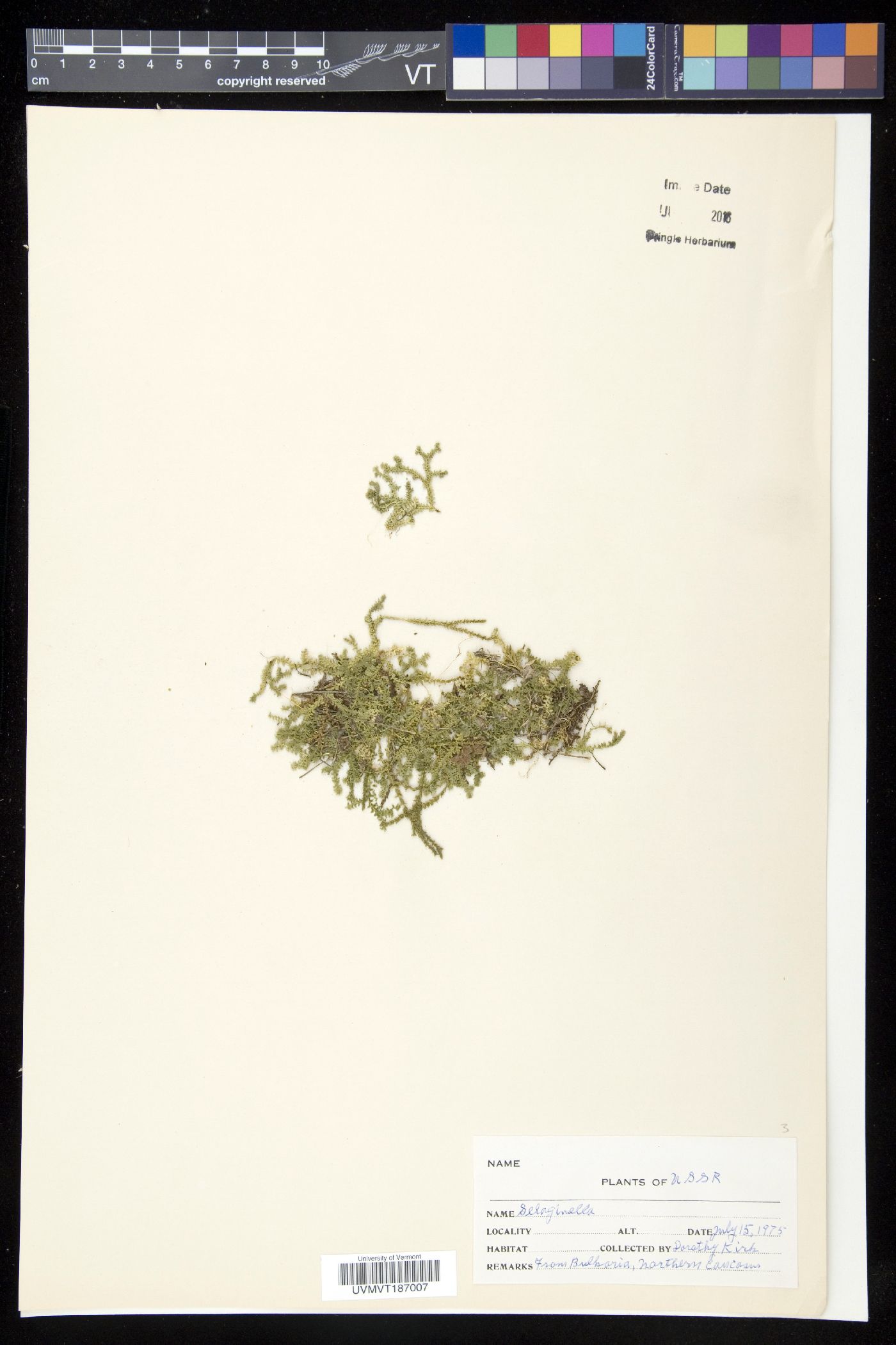 Selaginella helvetica image