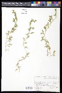 Selaginella kraussiana image